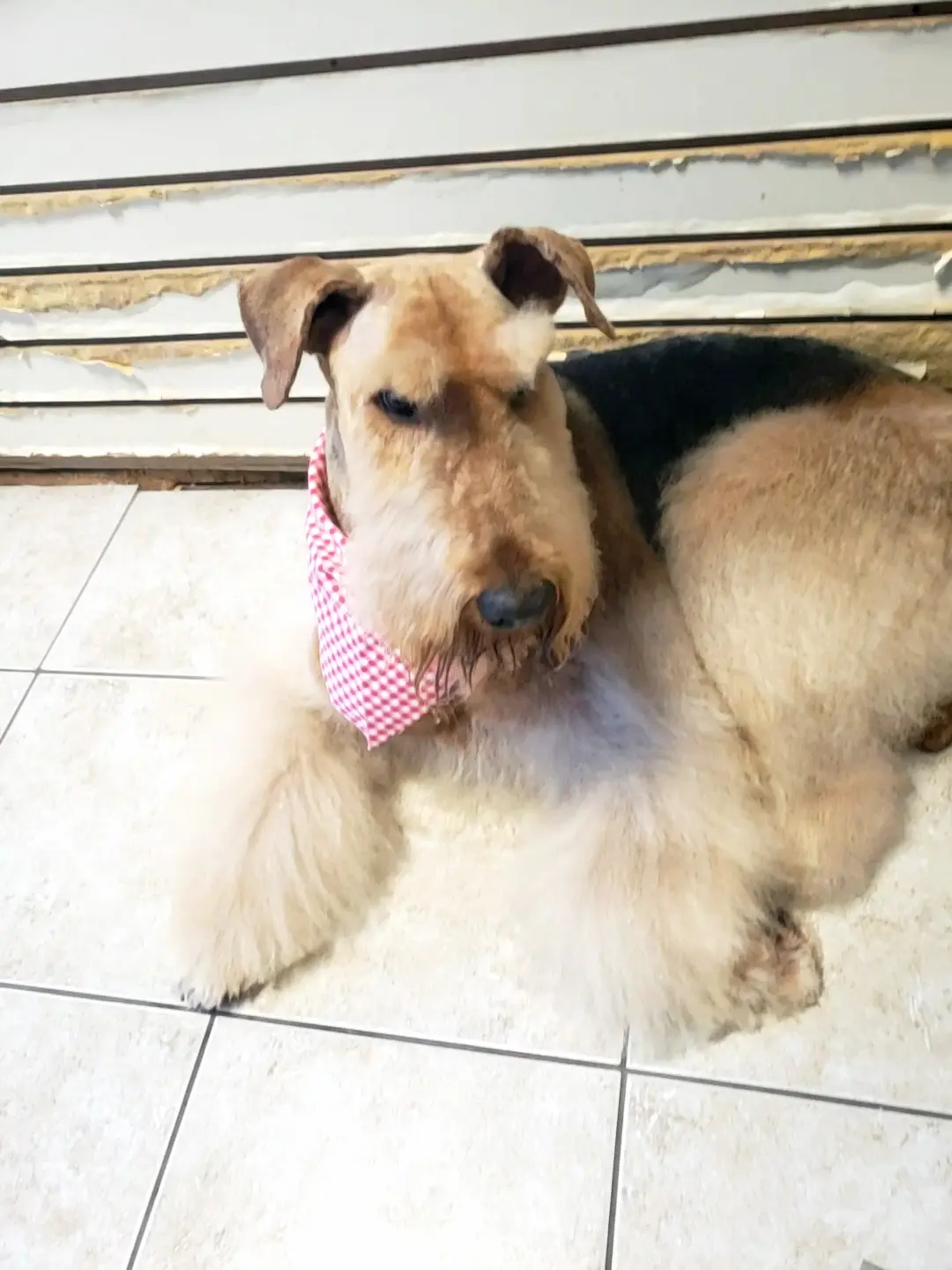 Dog groomed at Snip Happens