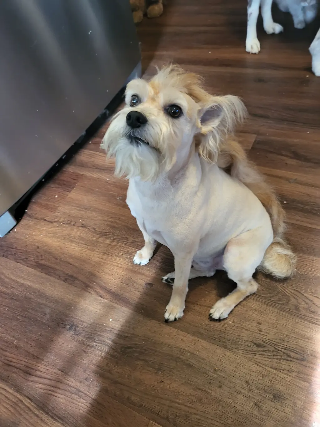 Dog groomed at Snip Happens