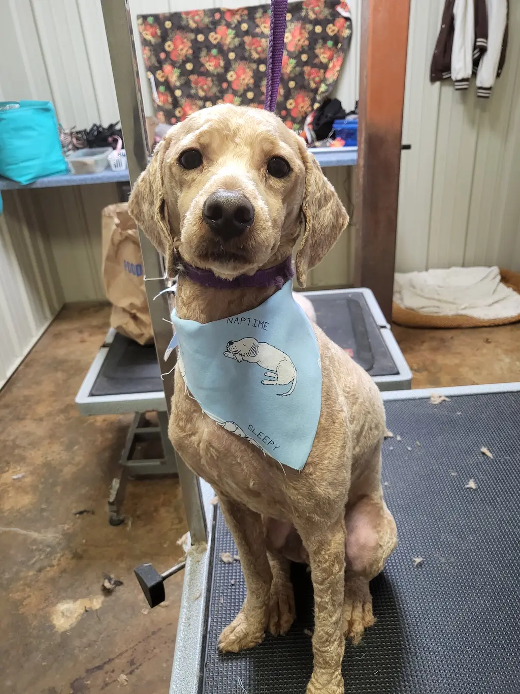 Dog groomed at Snip Happens