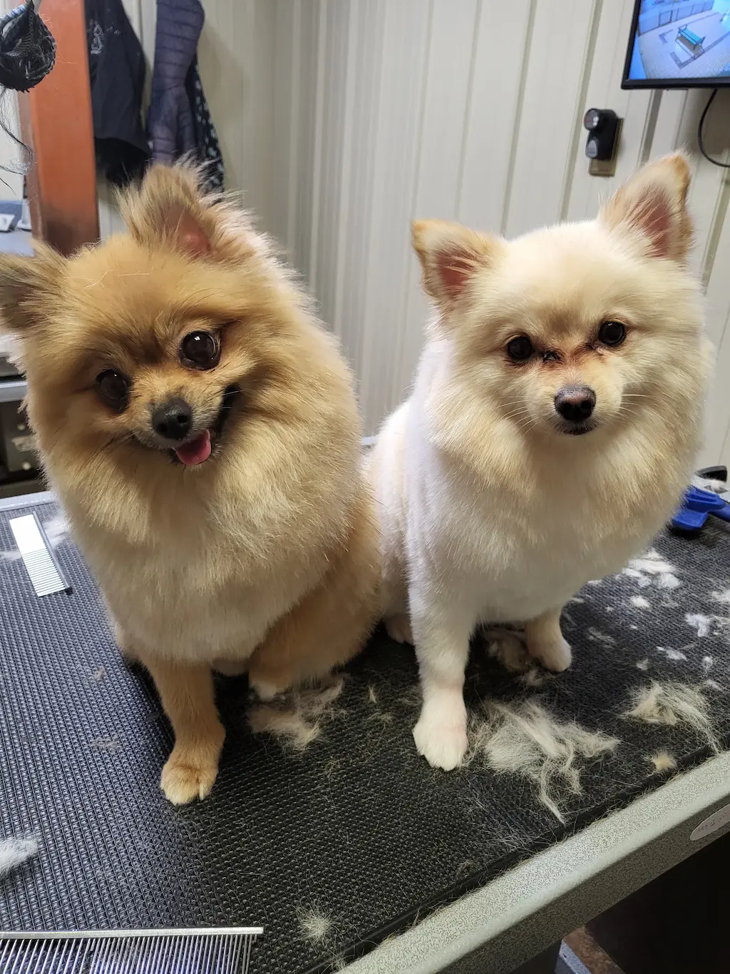 Dog groomed at Snip Happens