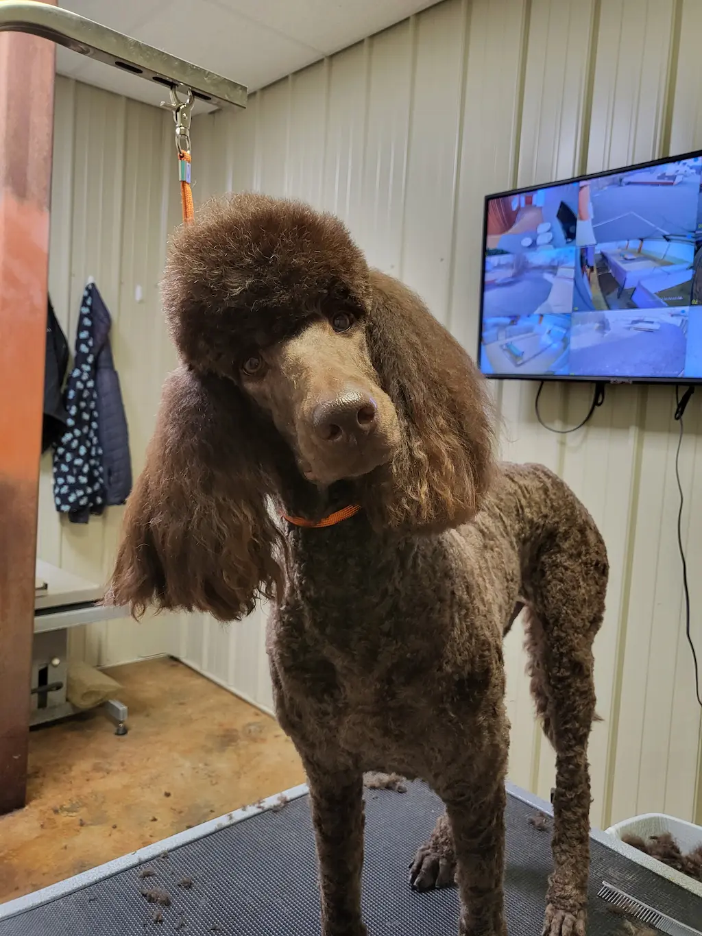 Dog groomed at Snip Happens