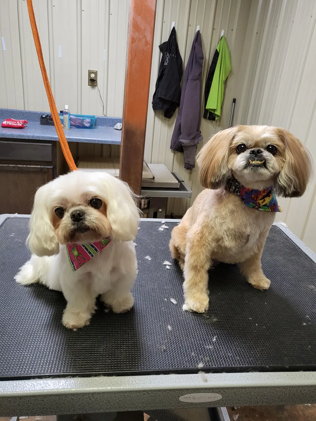 Dog groomed at Snip Happens